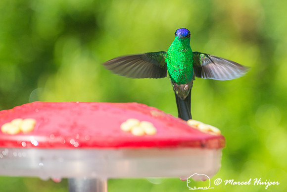 Violet-capped woodnymph (Thalurania glaucopis), São Paulo, Braz