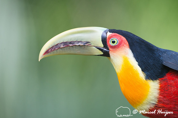 Green-billed toucan (Ramphastos dicolorus) or red-breasted touca
