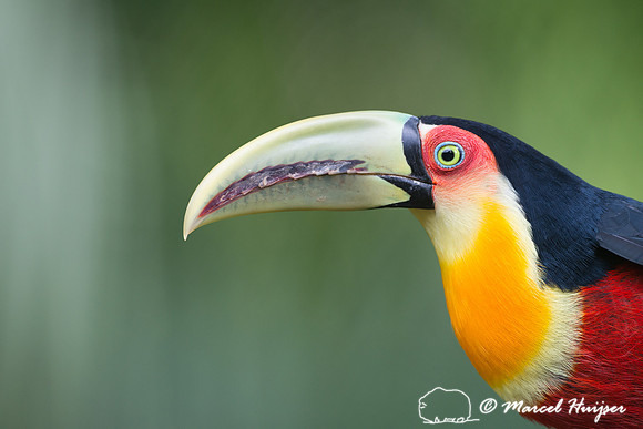 Green-billed toucan (Ramphastos dicolorus) or red-breasted touca