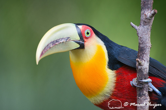 Green-billed toucan (Ramphastos dicolorus) or red-breasted touca