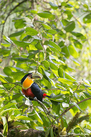 Green-billed toucan (Ramphastos dicolorus) or red-breasted touca
