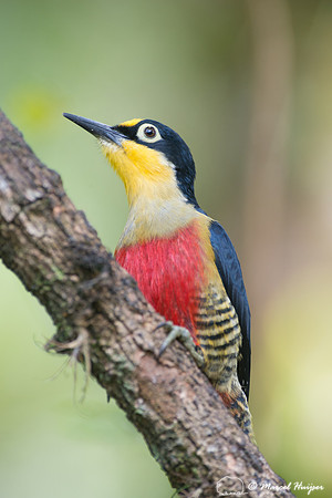 Yellow-fronted woodpecker (Melanerpes flavifrons) male, São Pau