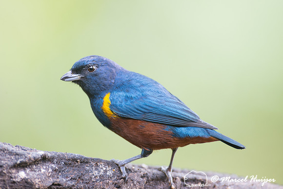 Chestnut-bellied euphonia (Euphonia pectoralis), São Paulo, Bra