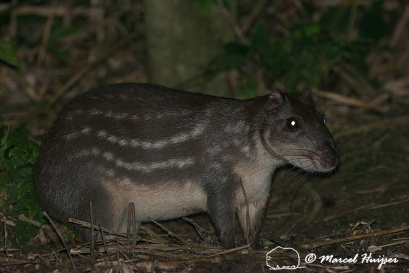 Lowland paca (Cuniculus paca), or spotted paca, São Paulo, Braz