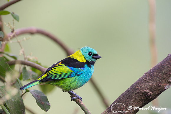Green-headed tanager (Tangara seledon), São Paulo, Brazil
