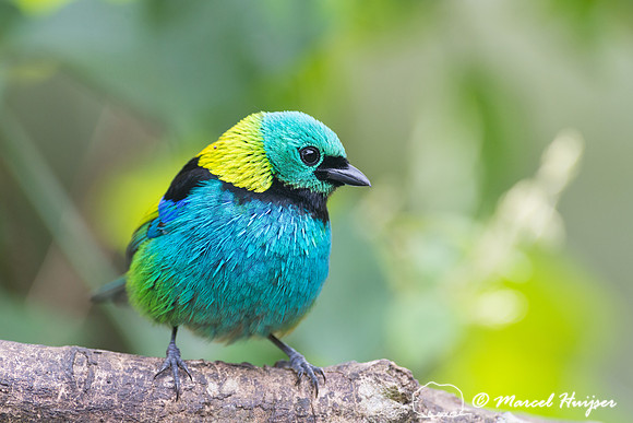Green-headed tanager (Tangara seledon), São Paulo, Brazil