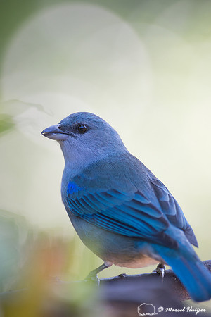 Azure-shouldered tanager (Thraupis cyanoptera), São Paulo, Braz