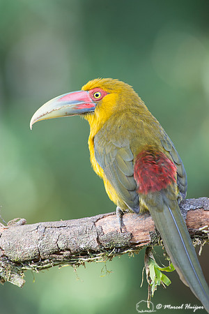 Saffron toucanet (Pteroglossus bailloni), São Paulo, Brazil