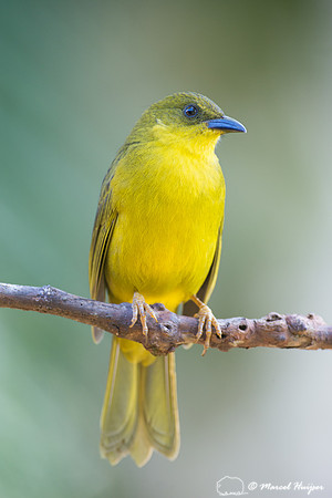 Olive-green tanager (Orthogonys chloricterus), São Paulo, Brazi