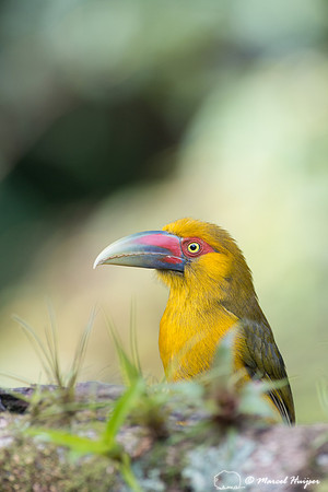 Saffron toucanet (Pteroglossus bailloni), São Paulo, Brazil