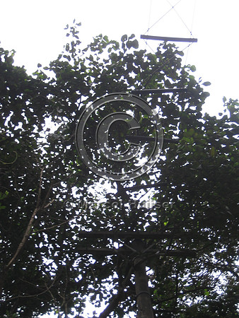 Note: image has relatively low resolution. Arboreal overpass for howler monkeys and sloths across a road bordering the zoo, Parque Zoologico de Sao Paulo, Av. Miguel Stéfano, São Paulo, Brazil