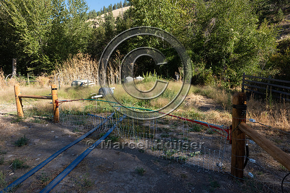 Installing electric fence and gates at a melon field to keep bla