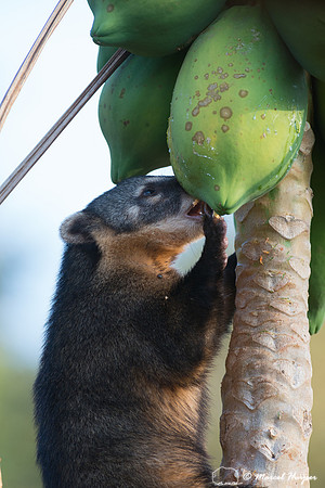 South American coati, or ring-tailed coati (Nasua nasua), Piraci