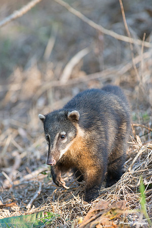 South American coati, or ring-tailed coati (Nasua nasua), Piraci