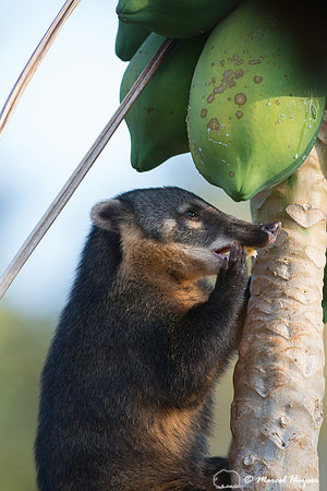 South American coati, or ring-tailed coati (Nasua nasua), Piraci