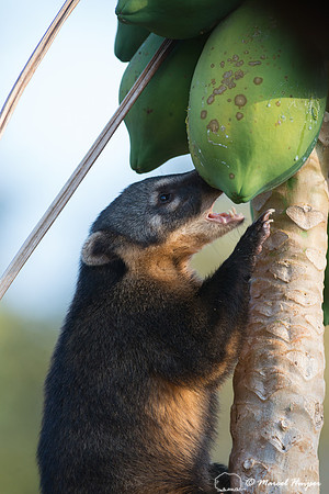South American coati, or ring-tailed coati (Nasua nasua), Piraci