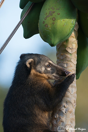 South American coati, or ring-tailed coati (Nasua nasua), Piraci