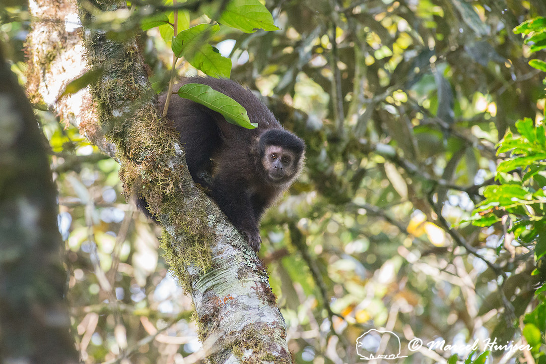 Black capuchin, (Sapajus nigritus), also known as the black-horn