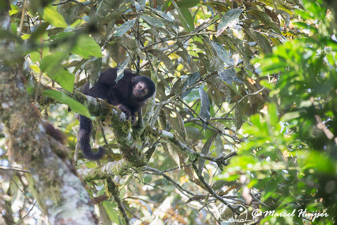 Black capuchin, (Sapajus nigritus), also known as the black-horn
