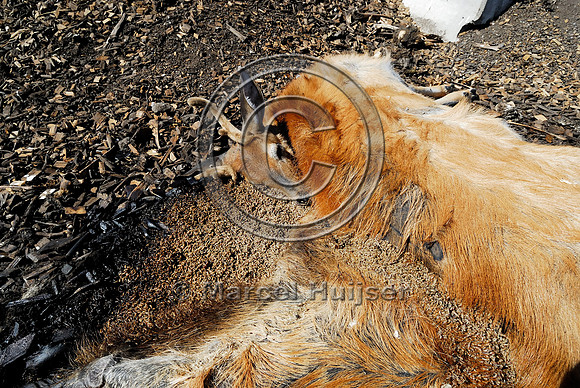 White-tailed deer (Odocoileus virginianus) roadkill at wildlife composting facility, MT