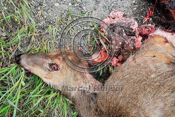 White-tailed deer (Odocoileus virginianus) doe roadkill with fetus roadkill, AB