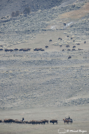 Bison (Bison bison) being herded back towards Yellowstone National park, between Gardiner and Yankee Jim Canyon, Montana, USA