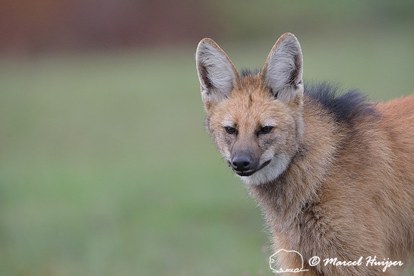 Maned wolf (Chrysocyon brachyurus), Parque Nacional da Serra da Canastra, Minas Gerais, Brazil