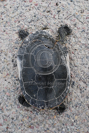 Painted turtle (Chrysemys picta) roadkill, MT