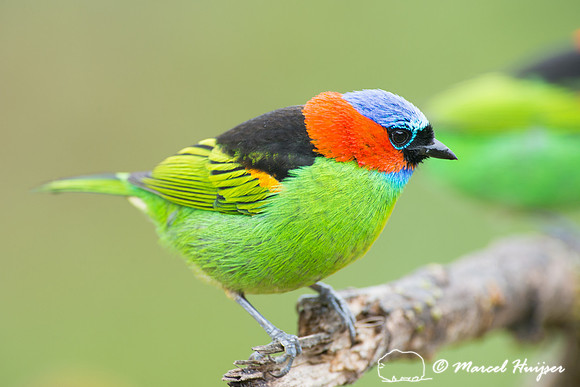 Red-necked tanager (Tangara cyanocephala), Legado das Águas, S