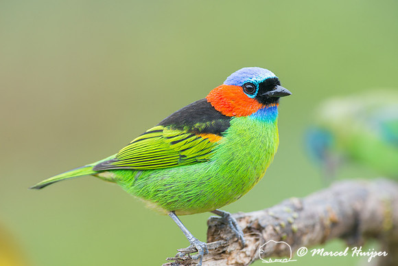 Red-necked tanager (Tangara cyanocephala), Legado das Águas, S
