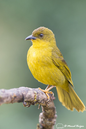 Olive-green tanager (Orthogonys chloricterus), Legado das Águas