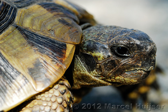 Spur-thighed tortoise (Testuda graeca), Bulgaria