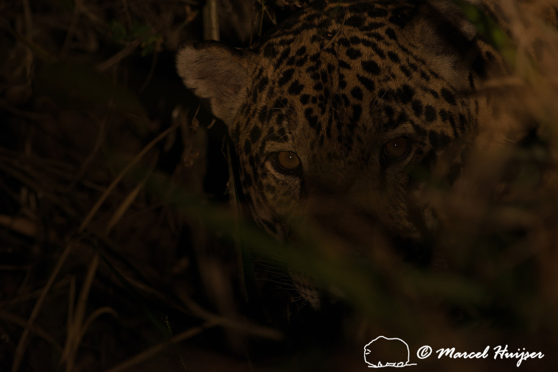 Male jaguar (Panthera onca) watching, Pantanal, Brazil. Near thr