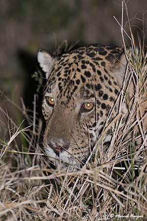 Male jaguar (Panthera onca), Pantanal, Brazil. Near threatened (