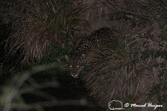 Female jaguar (Panthera onca), Pantanal, Brazil. Near threatened
