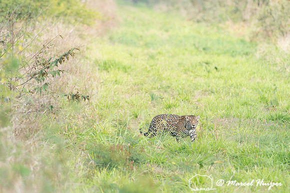 Female jaguar (Panthera onca), Pantanal, Brazil. Near threatened
