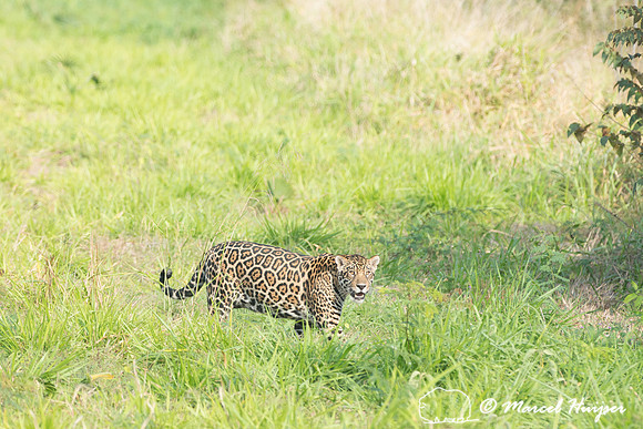 Female jaguar (Panthera onca), Pantanal, Brazil. Near threatened