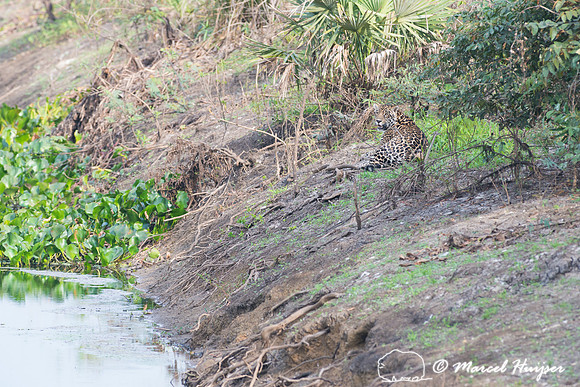 Female jaguar (Panthera onca), Pantanal, Brazil. Near threatened