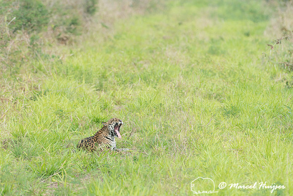 Female jaguar (Panthera onca) yawning, Pantanal, Brazil. Near th