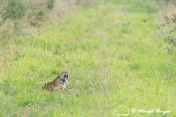 Female jaguar (Panthera onca) yawning, Pantanal, Brazil. Near th