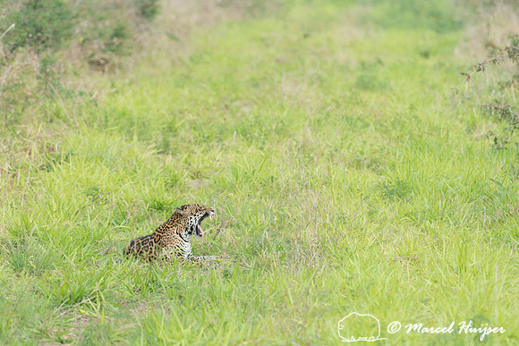 Female jaguar (Panthera onca) yawning, Pantanal, Brazil. Near th