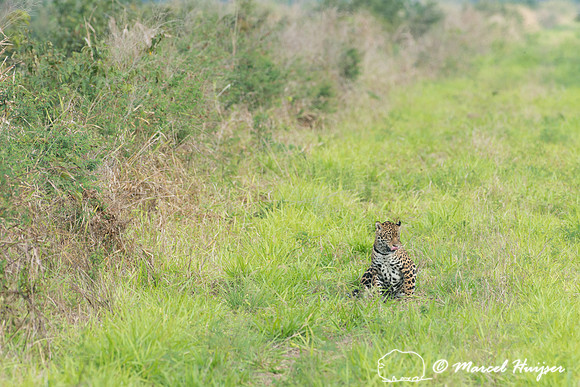 Female jaguar (Panthera onca) just after mating, Pantanal, Brazi