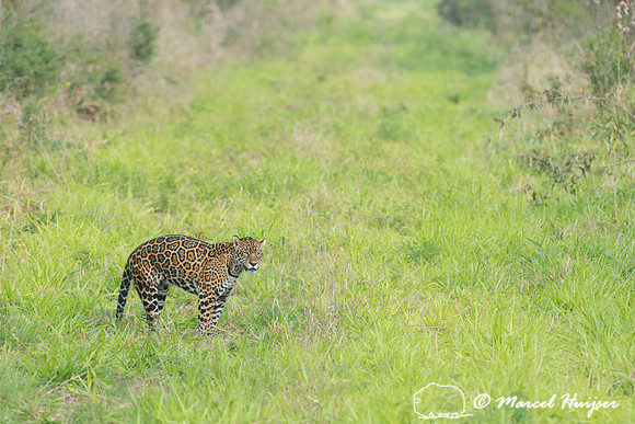 Female jaguar (Panthera onca) just after mating, Pantanal, Brazi
