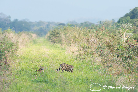 Female (left) and male (right) jaguar (Panthera onca) just after