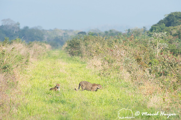 Female (left) and male (right) jaguar (Panthera onca) just after