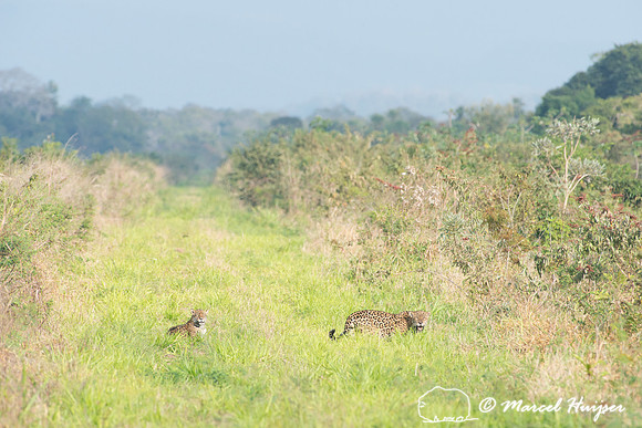 Female (left) and male (right) jaguar (Panthera onca) just after