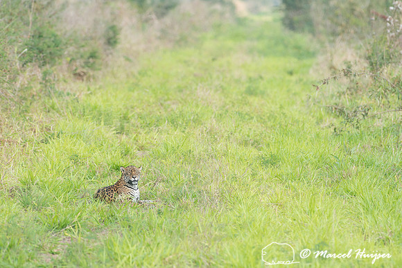 Female jaguar (Panthera onca) just after mating, Pantanal, Brazi
