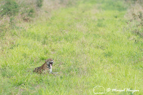 Female jaguar (Panthera onca) yawning, Pantanal, Brazil. Near th