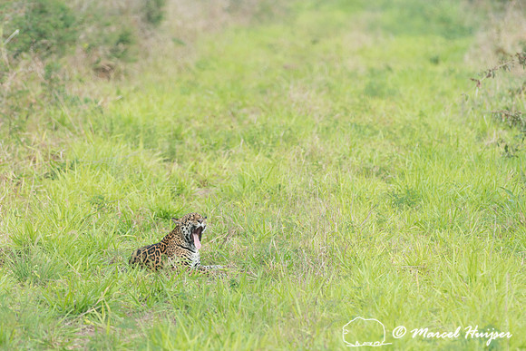 Female jaguar (Panthera onca) yawning, Pantanal, Brazil. Near th