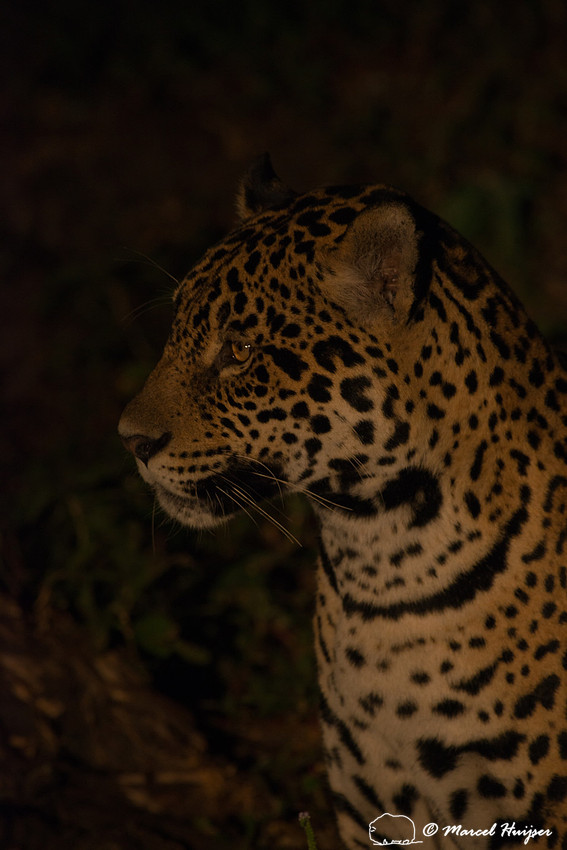 Female jaguar (Panthera onca), Pantanal, Brazil. Near threatened